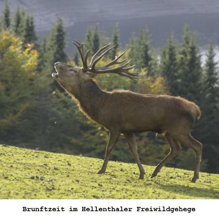 Ferienwohnung Gross A Schleiden Exteriér fotografie