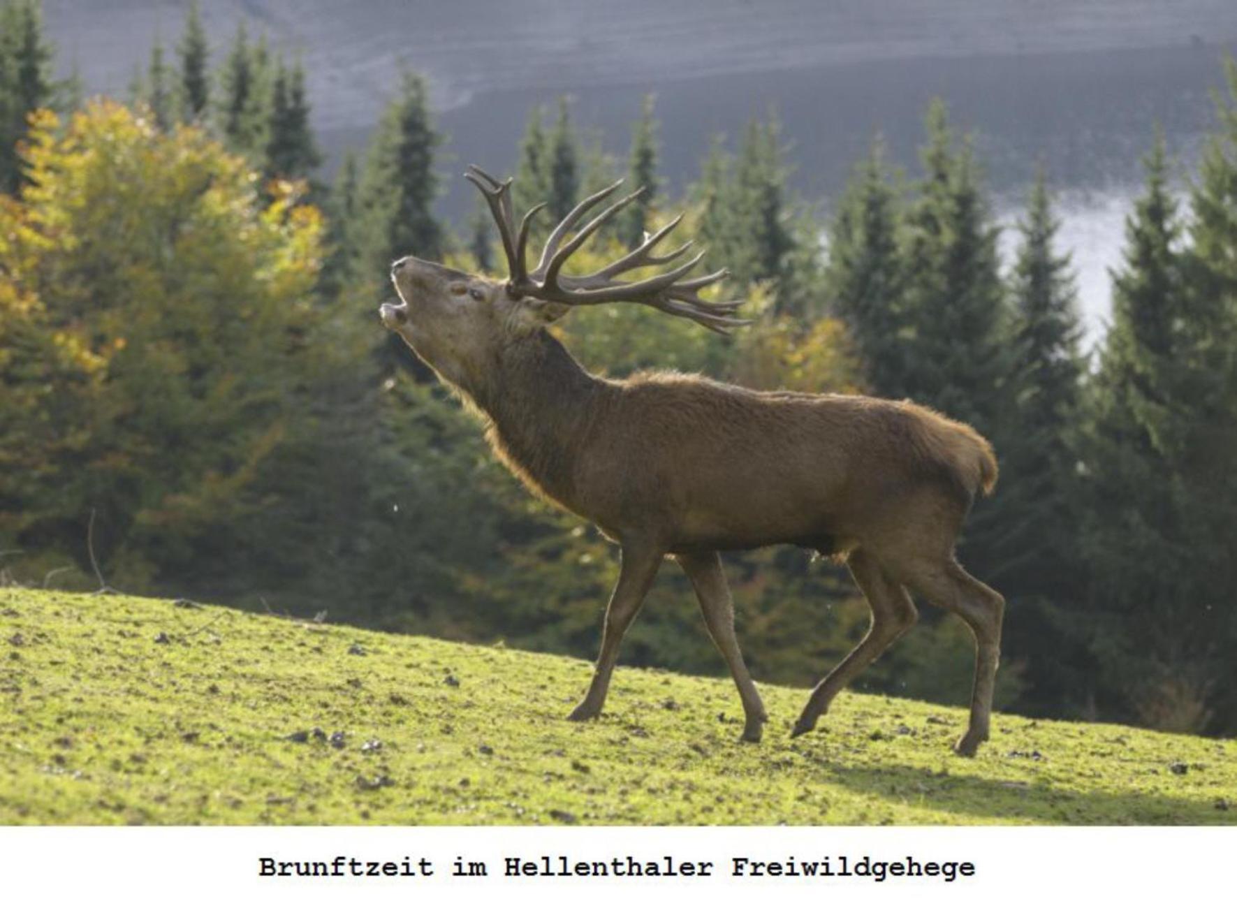Ferienwohnung Gross A Schleiden Exteriér fotografie