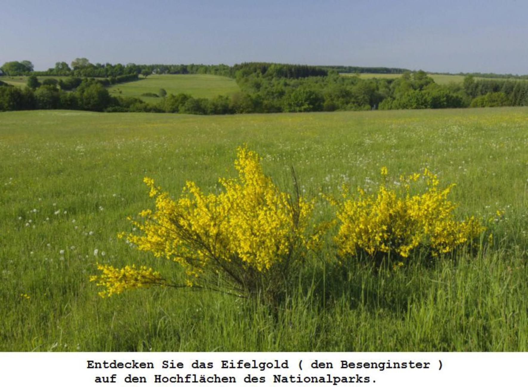Ferienwohnung Gross A Schleiden Exteriér fotografie