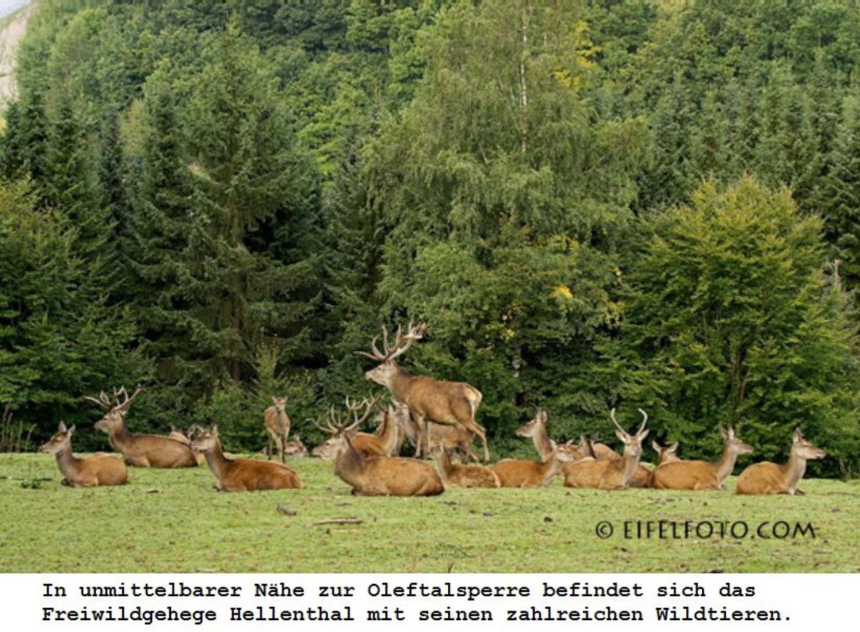 Ferienwohnung Gross A Schleiden Exteriér fotografie